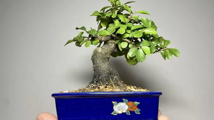 hand holding a mini bonsai in a blue planter