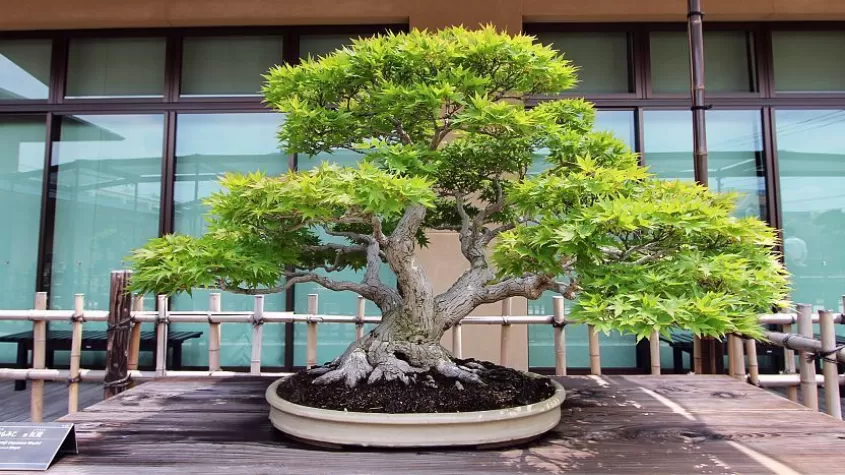bonsai large