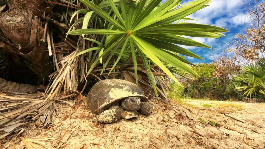 Gopher Tortoise in burrow 