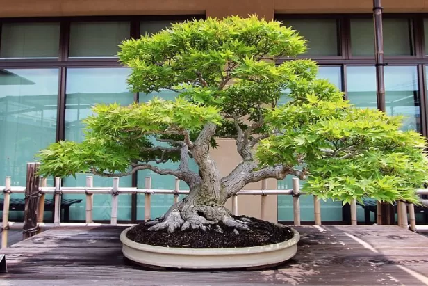 bonsai large